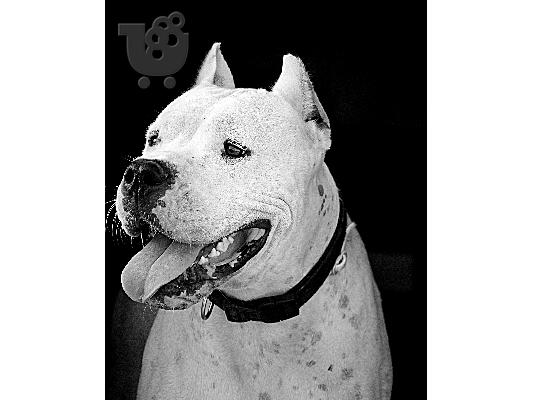 PoulaTo: DOGO ARGENTINO