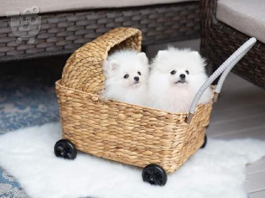 PoulaTo: Καταπληκτικά κουτάβια από Pomeranian