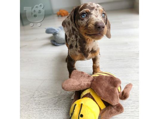 PoulaTo: Dachshund Puppies