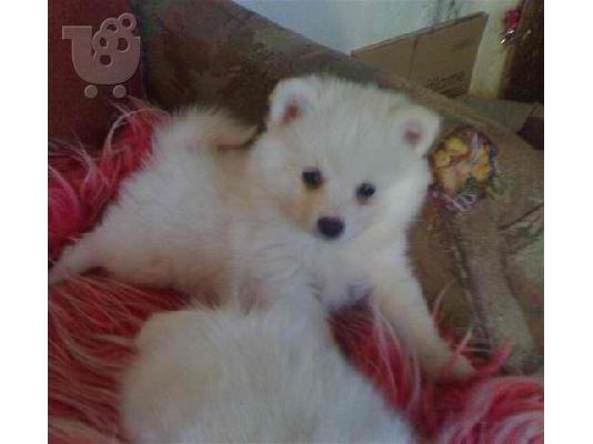 PoulaTo: POMERANIAN