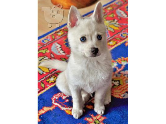 PoulaTo: Moshi η Αλάσκα Klee Kai
