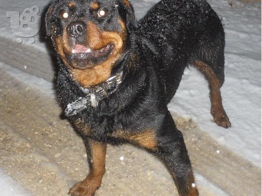 rottweiler puppies