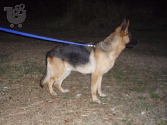 Πωλείται ζευγάρι γερμανικά ποιμενικά