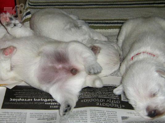 ΚΑΘΑΡΟΑΙΜΑ ΚΟΥΤΑΒΙΑ WESTIE