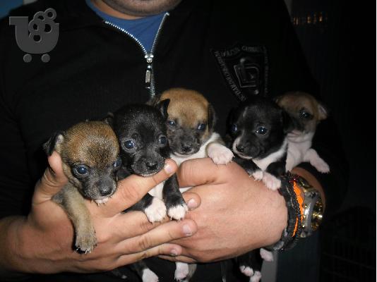 chihuahua poli omorfa