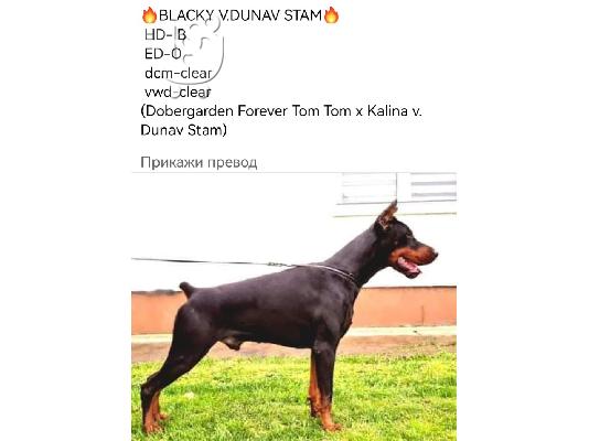 Doberman TOP κουτάβια
