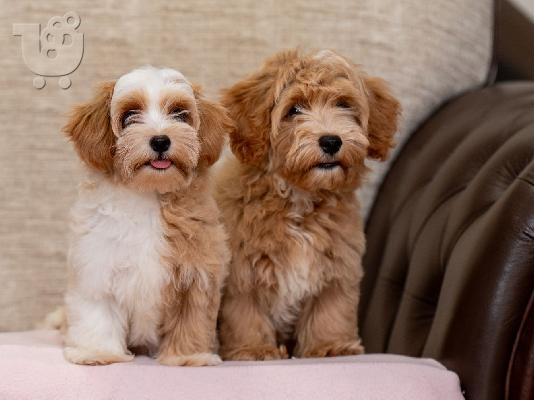 PoulaTo: Havanese Bichon κουτάβια