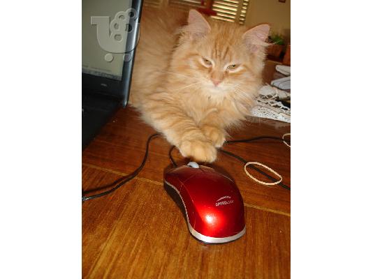 Persian Red Tabby αρσενικό.