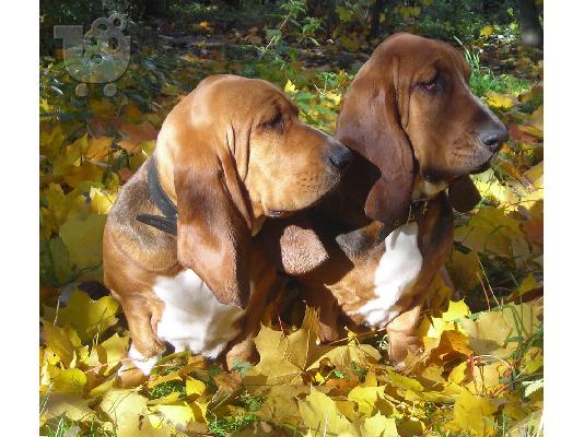 BASSET HOUND