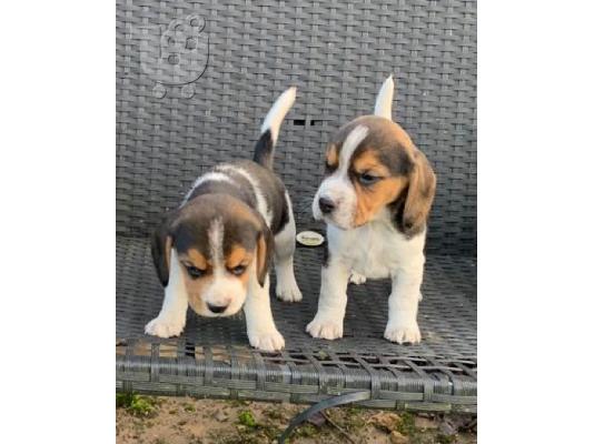 PoulaTo: Κουτάβια Beagle Tricolor.
