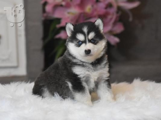 Τέλεια σήμανση pomsky Αρσενικό και θηλυκό κουτάβι