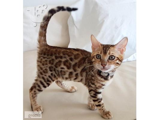 PoulaTo: BENGAL Kittens Διαθέσιμο.