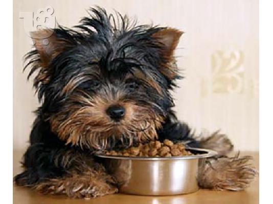 PoulaTo: lovely yorkie pups