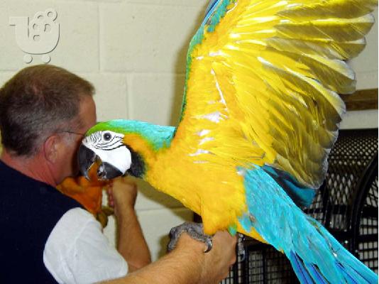 Δύο μπλε και χρυσό Macaw με το κλουβί
