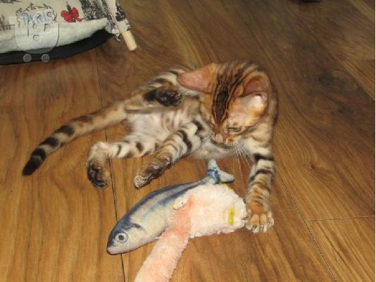 Γατάκι Savana Bengal