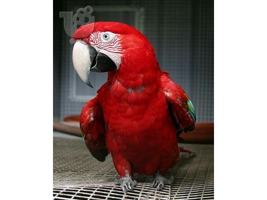 PoulaTo: Τριαντάφυλλο Breasted Cockatoo