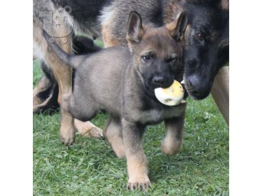 PoulaTo: Boy German Shepards Έτοιμο
