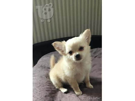 PoulaTo:  Kc chihuahua έτοιμο