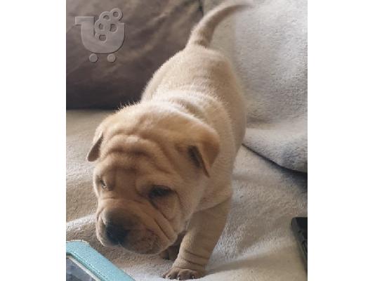 PoulaTo: Κουτάβια Chow Chow διαθέσιμα.