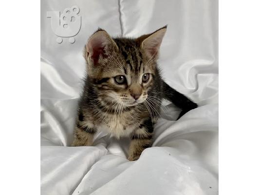 Lijepa maine Coon mačkica kontaktirajte me putem (whatsapp 32460219218) ili (viber 2376795...