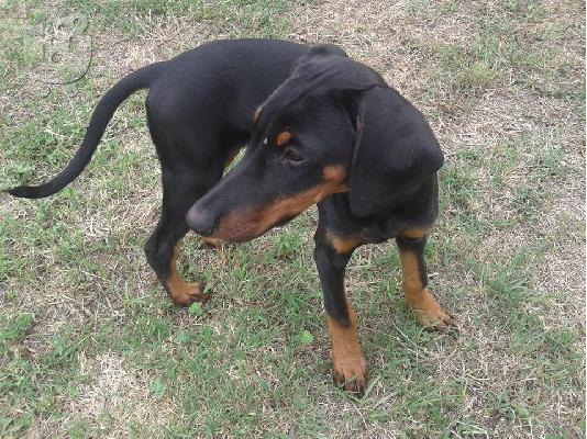 doberman κουταβια θηλυκα