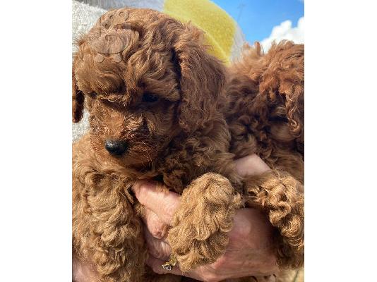 Αξιολάτρευτα κουτάβια poodle που ψάχνουν για πάντα σπίτια....
