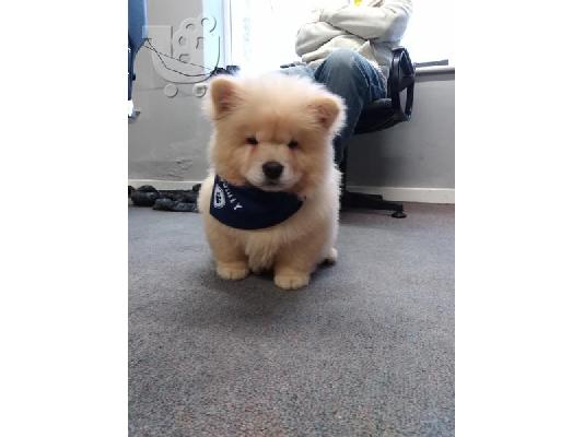 Όμορφα αγόρια και κορίτσια κουτάβι chow chow chow ...