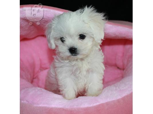PoulaTo: Μαλτέζ μίνι (Maltese mini)