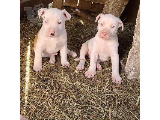 PoulaTo: Η Akc εγγράφηκε στο pitbull
