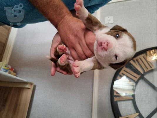 PoulaTo: Αμερικανικά μωρά pitbull
