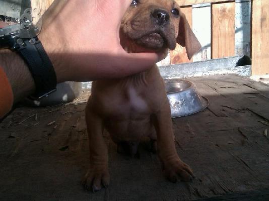 pitbull