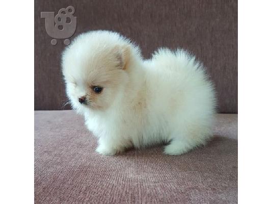PoulaTo: Pomeranian mini toy