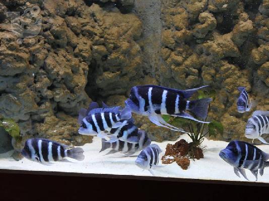 πωλουνται blue zaire moba