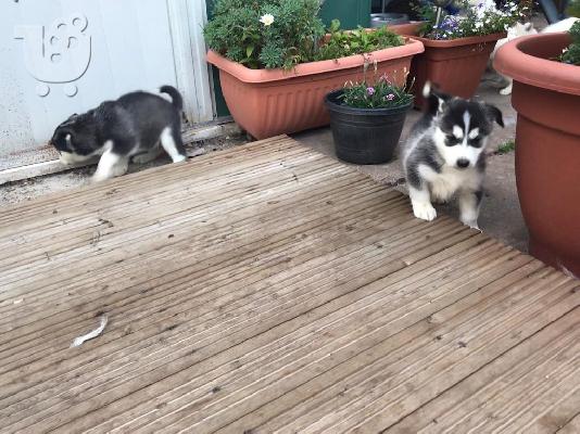 PoulaTo: Αξιολάτρευτο Blue Eyed Σιβηρίας Husky κουτάβια προς πώληση