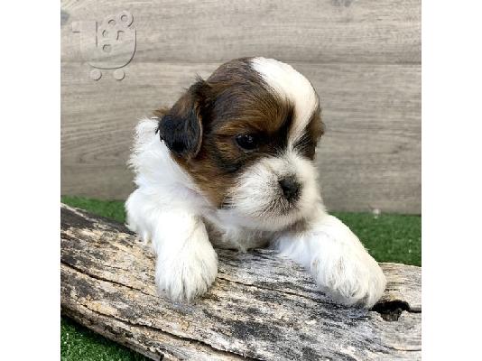 Shih Tzu σκύλο