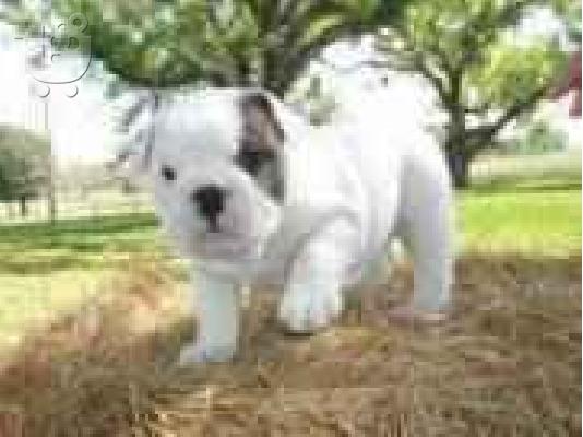 PoulaTo: English Bulldog ΑΓΓΛΙΚΑ ΜΠΟΥΛΤΟΝΓΚ — Νέα Φιλαδέλφεια 