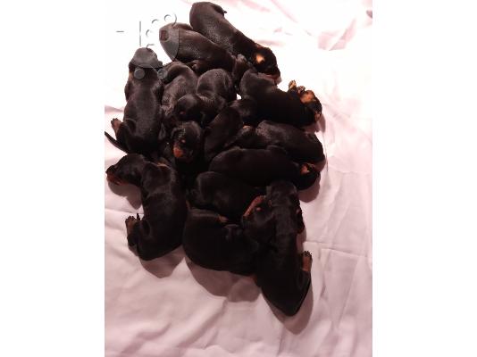 PoulaTo: Κουτάβια Doberman