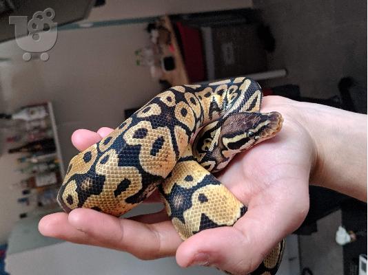 Ball Python with everything included / βασιλικός πύθωνας με όλα
