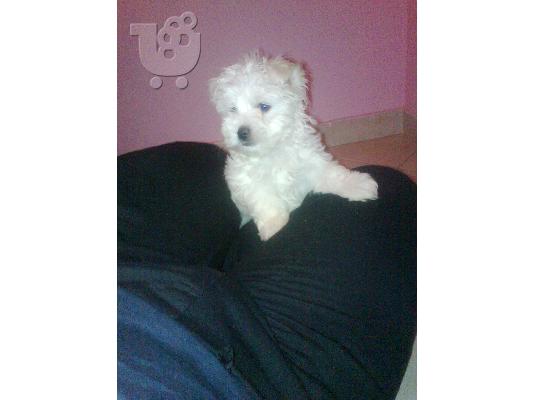 PoulaTo: maltese mini