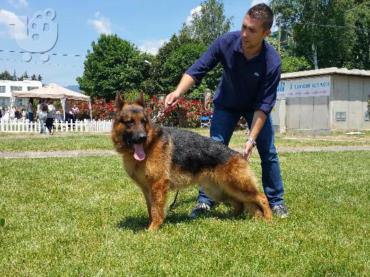 German Shepherd καθαροαιμα Αθηνα-Θεσσαλονικη-κρητη 6979314054...
