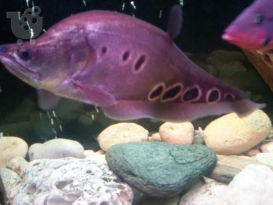 clown knifefish