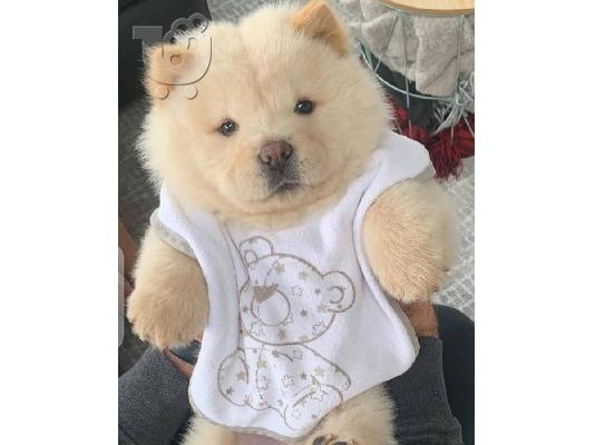 PoulaTo: Διατίθενται μωρά Chow Chow
