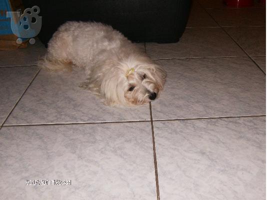 Maltese-Coton de tulear 