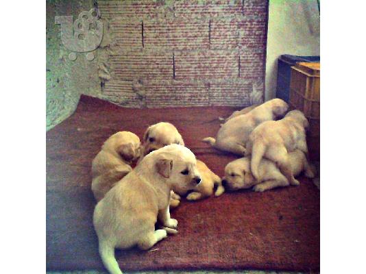 κουταβια λαμπραντορ ρετριβερ ( labrador retriever )