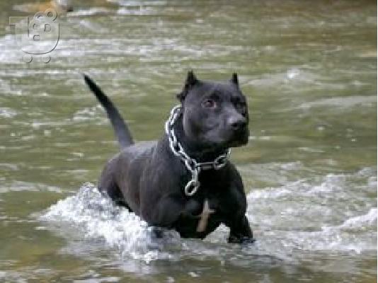 pitbull - πιτμπουλ Bluenose  καθαροαιμα 6979314054
