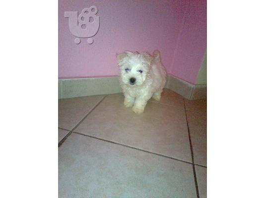 maltese mini
