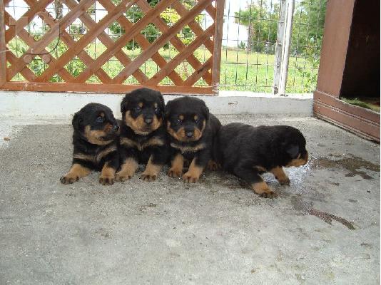 Rottweiler