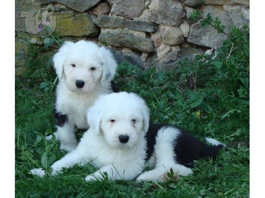 Χαριτωμένο και Lovely Bobtail κουτάβι για κάθε καλό και όμορφο οικογενειακό σπίτι....