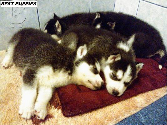 πανεμορφα HUSKY καθαροαιμα και υγειεστατα 6979314054 ΚΡΗΤΗ ΑΘΗΝΑ...