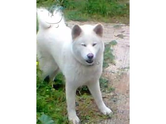 AKITA
